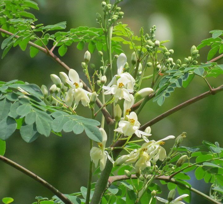 The Amazing Health Benefits of Moringa: A Complete Guide Backed by Science