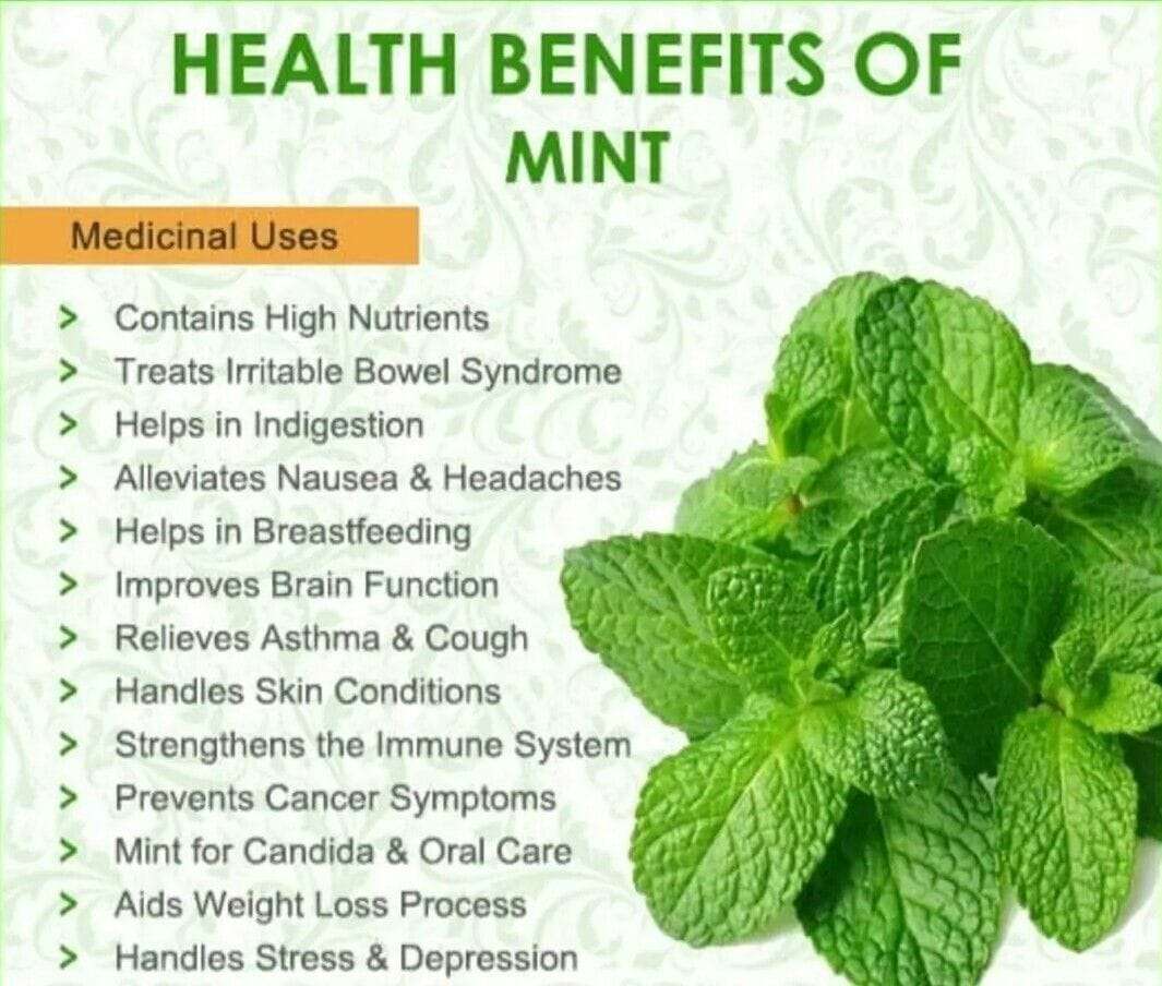 Health-benefits-of-mint