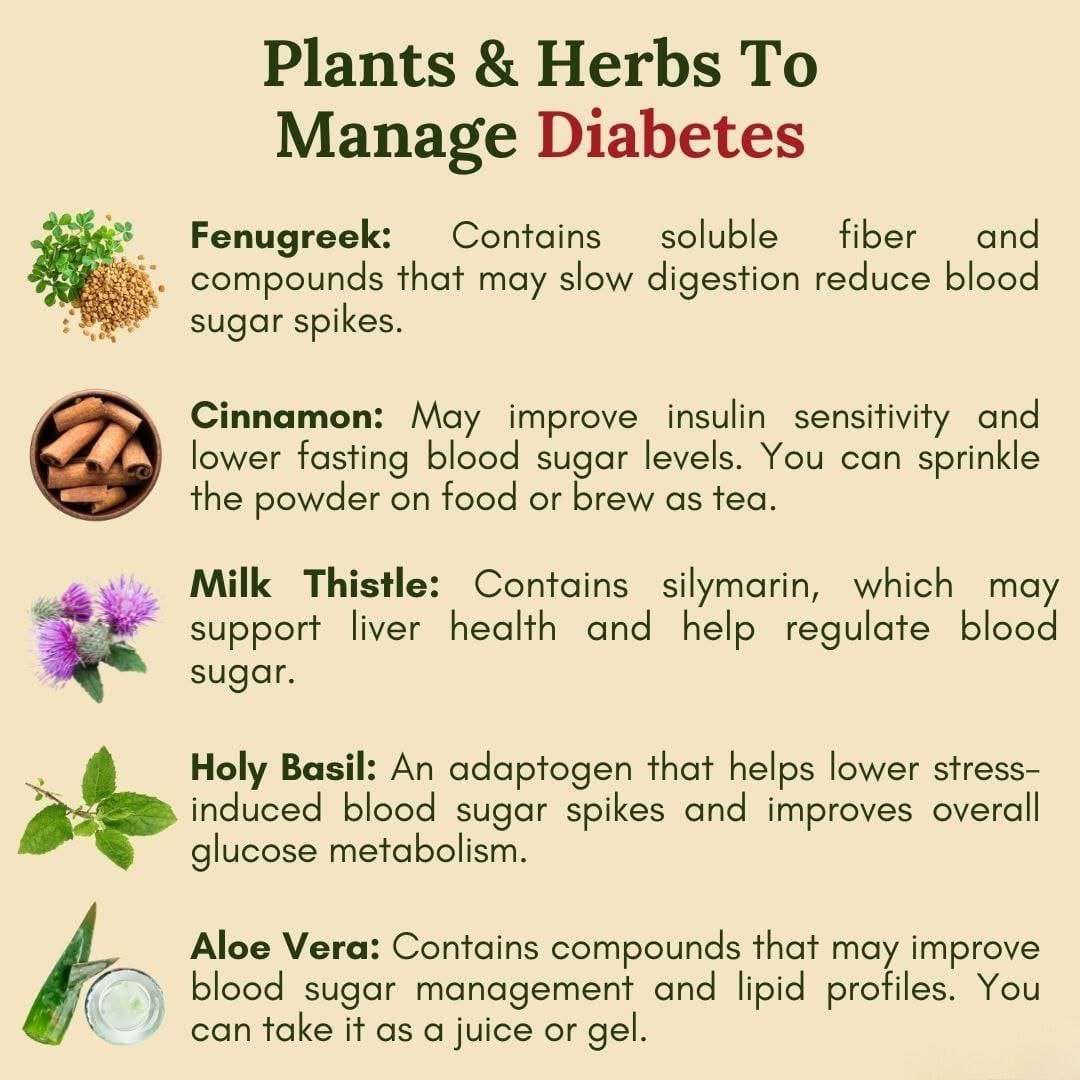 Plants-Herbs-to-Help-Manage-Diabetes