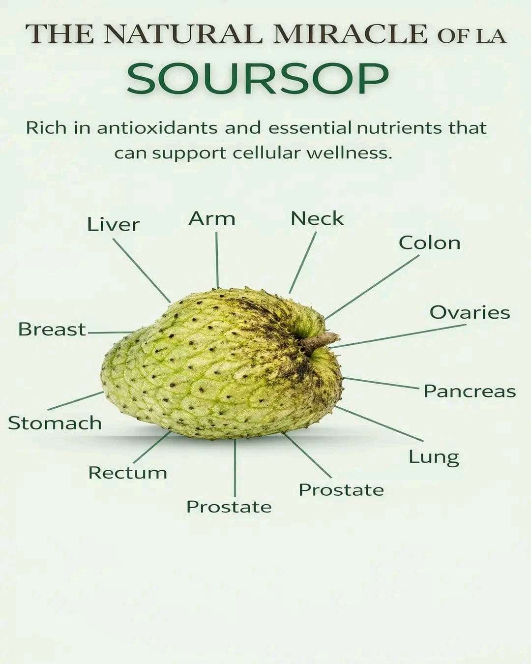 The-Natural-Miracle-of-Soursop-Graviola